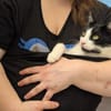 Unser Kuschelkater und Charmeur Felix