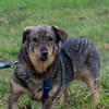 TASCO -perfekter Zweithund-
