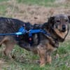 TASCO -perfekter Zweithund-