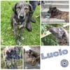 LUCIO * großer Bub sucht Vorbild