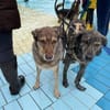 LUCIO * großer Bub sucht Vorbild