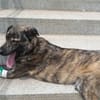 LUCIO * großer Bub sucht Vorbild