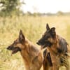 Norah und Novelle