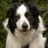Herzenshund gesucht?Oreo wartet auf dich