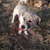 Terrier Mix Oskar sucht seine Menschen