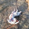 Terrier Mix Oskar sucht seine Menschen