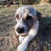 Terrier Mix Oskar sucht seine Menschen