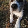 Terrier Mix Oskar sucht seine Menschen