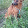 BUDDY - einfach nur ein Schnucki