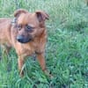 BUDDY - einfach nur ein Schnucki