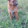BUDDY - einfach nur ein Schnucki