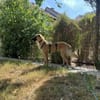 Amor - Herzenshund