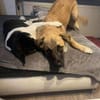 Amor - Herzenshund