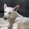 Perla jetzt in der Tierherberge Donzdorf
