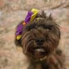 Frieda sucht liebevolles zu Hause