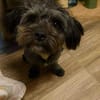 Frieda sucht liebevolles zu Hause