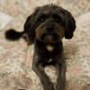 Frieda sucht liebevolles zu Hause