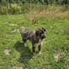Mayana sucht ein Zuhause