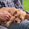Lola möchte Ihre Familie bereichern