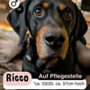 RICCO: Starker Begleiter mit großem Herz