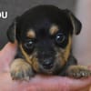 Filou