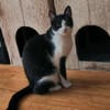 Zuckersüßer Kater Grisu  Stark trotz Ep