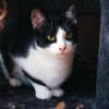 Zuckersüßer Kater Grisu  Stark trotz Ep