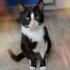 Zuckersüßer Kater Grisu  Stark trotz Ep