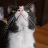 Zuckersüßer Kater Grisu  Stark trotz Ep