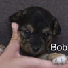 Bobby