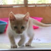 MAURICE