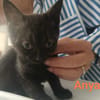 ANYA
