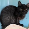 Melchior [Chaton]