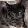 Melchior [Chaton]