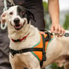 OREO - URGENT RECHERCHE FAMILLE RELAIS -