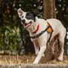 OREO - URGENT RECHERCHE FAMILLE RELAIS -