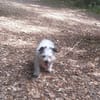 CHIPIE