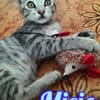 MICIO gattino tigrato argento