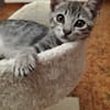 MICIO gattino tigrato argento
