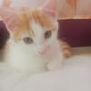 Berlioz