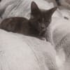 Sheba