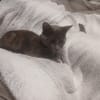 Sheba