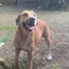 Bella, chien femelle Croisée Créole NON-LOF
