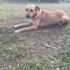 Bella, chien femelle Croisée Créole NON-LOF