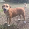 Bella, chien femelle Croisée Créole NON-LOF