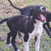 Hooper, chiot Mâle Croisé Créole NON-LOF