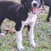 Hooper, chiot Mâle Croisé Créole NON-LOF