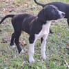 Hooper, chiot Mâle Croisé Créole NON-LOF