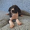 Hooper, chiot Mâle Croisé Créole NON-LOF