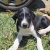 Hooper, chiot Mâle Croisé Créole NON-LOF